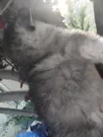 Woolly girl 4, a female Alaskan Malamute and Siberian Husky for sale in Aguanga, CA – 3 of 4