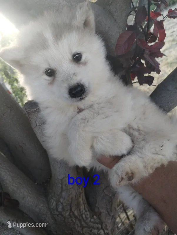 Woolly boy 2 – Alaskan Malamute, Siberian Husky puppy for sale in Aguanga, CA
