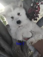 Woolly boy 2, a male Alaskan Malamute and Siberian Husky for sale in Aguanga, CA – 1 of 3