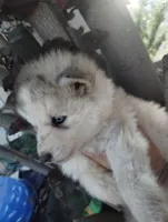 Woolly boy 1 , a male Alaskan Malamute and Siberian Husky for sale in Aguanga, CA – 5 of 6