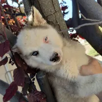Girl 2, a female Alaskan Malamute and Alaskan Husky for sale in Aguanga, CA – 3 of 3