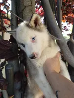 Girl 2, a female Alaskan Malamute and Alaskan Husky for sale in Aguanga, CA – 2 of 3