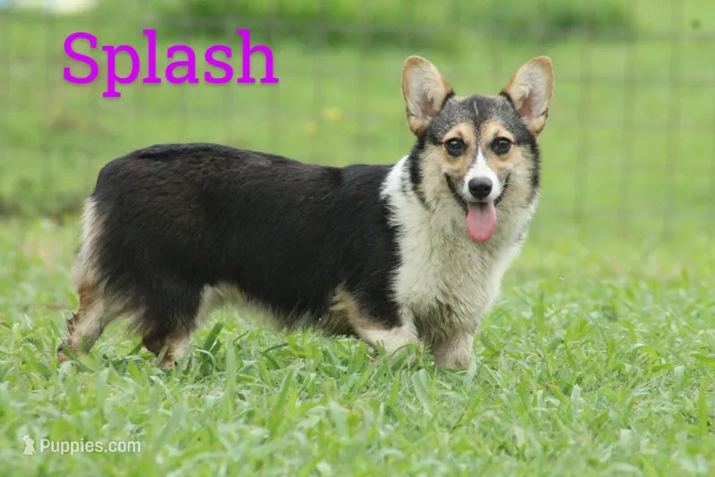 Splash – Pembroke Welsh Corgi puppy for sale in Aguanga, CA