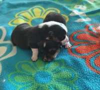 Boy 1 , a male Pembroke Welsh Corgi for sale in Aguanga, CA – 2 of 2