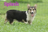 Splash, a female Pembroke Welsh Corgi for sale in Aguanga, CA – 1 of 1