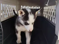 Boy 2, a male Alaskan Malamute and Siberian Husky for sale in Aguanga, CA – Photo 4 of 4