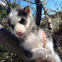 Boy 2, a male Alaskan Malamute and Siberian Husky for sale in Aguanga, CA – Photo 2 of 4