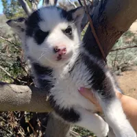 Boy 2, a male Alaskan Malamute and Siberian Husky for sale in Aguanga, CA – Photo 3 of 4
