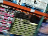 Boy 2, a male Alaskan Malamute and Siberian Husky for sale in Aguanga, CA – Photo 3 of 3