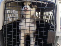 Boy 2, a male Alaskan Malamute and Siberian Husky for sale in Aguanga, CA – Photo 3 of 4