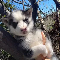 Boy 2, a male Alaskan Malamute and Siberian Husky for sale in Aguanga, CA – Photo 1 of 4