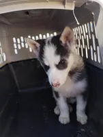 Boy 2, a male Alaskan Malamute and Siberian Husky for sale in Aguanga, CA – Photo 1 of 4