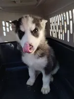 Boy 2, a male Alaskan Malamute and Siberian Husky for sale in Aguanga, CA – Photo 2 of 4
