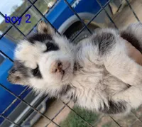 Boy 2, a male Alaskan Malamute and Siberian Husky for sale in Aguanga, CA – Photo 1 of 3