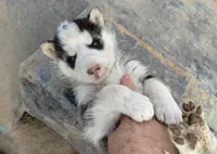 Boy 2, a male Alaskan Malamute and Siberian Husky for sale in Aguanga, CA – Photo 2 of 3
