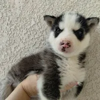 Boy 2, a male Alaskan Malamute and Siberian Husky for sale in Aguanga, CA – Photo 4 of 4