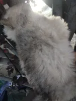 Woolly boy 1 , a male Alaskan Malamute and Siberian Husky for sale in Aguanga, CA – 3 of 6