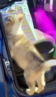Girl 5, a female Alaskan Malamute and Alaskan Husky for sale in Aguanga, CA – 6 of 6