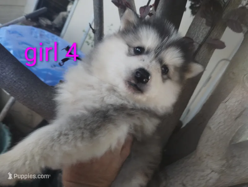 Woolly girl 4 – Alaskan Malamute, Siberian Husky puppy for sale in Aguanga, CA