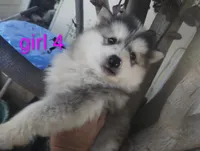 Woolly girl 4, a female Alaskan Malamute and Siberian Husky for sale in Aguanga, CA – 2 of 4