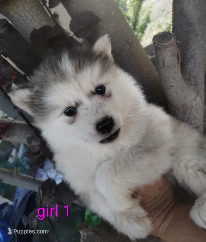 Woolly girl 1  – Alaskan Malamute, Siberian Husky puppy for sale in Aguanga, CA