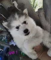 Woolly girl 1 , a female Alaskan Malamute and Siberian Husky for sale in Aguanga, CA – 1 of 5