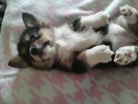 Girl 1, a female Pembroke Welsh Corgi for sale in Aguanga, CA – Photo 5 of 5