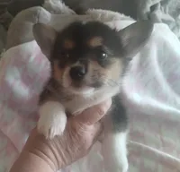 Girl 1, a female Pembroke Welsh Corgi for sale in Aguanga, CA – Photo 4 of 5