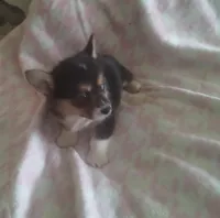 Girl 1, a female Pembroke Welsh Corgi for sale in Aguanga, CA – Photo 3 of 5