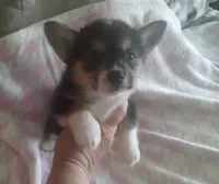 Girl 1, a female Pembroke Welsh Corgi for sale in Aguanga, CA – Photo 1 of 5