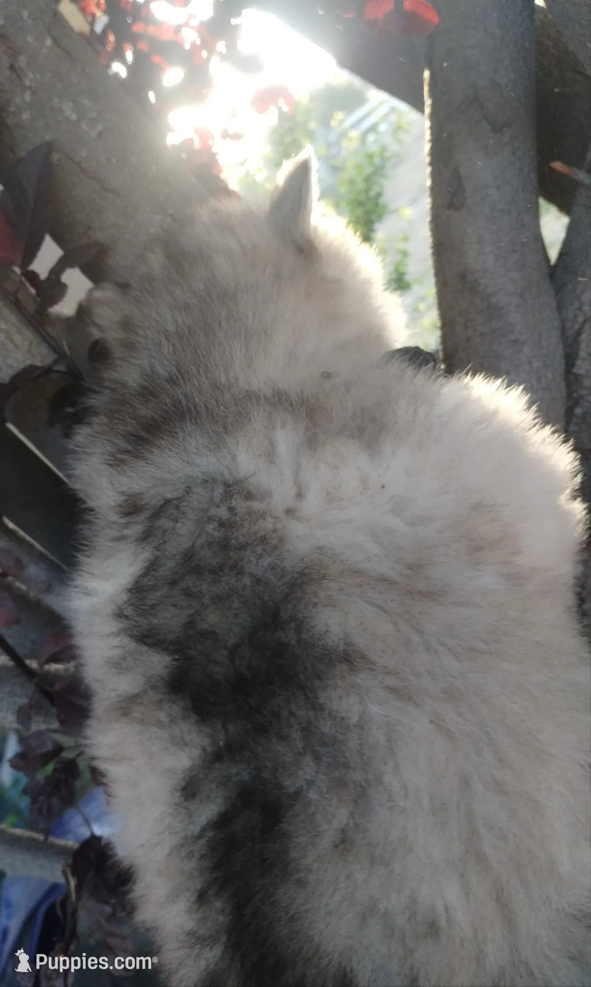 Woolly girl 2 , a female Alaskan Malamute and Siberian Husky for sale in Aguanga, CA – 3 of 5