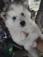 Woolly boy 1 , a male Alaskan Malamute and Siberian Husky for sale in Aguanga, CA – 2 of 6