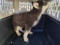 Blk/wh boy, a male Alaskan Malamute and Siberian Husky for sale in Aguanga, CA – Photo 3 of 3