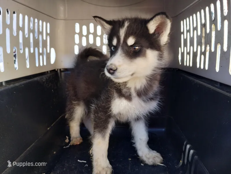 Blk/wh boy – Alaskan Malamute, Siberian Husky puppy for sale in Aguanga, CA