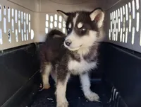 Blk/wh boy, a male Alaskan Malamute and Siberian Husky for sale in Aguanga, CA – Photo 1 of 3