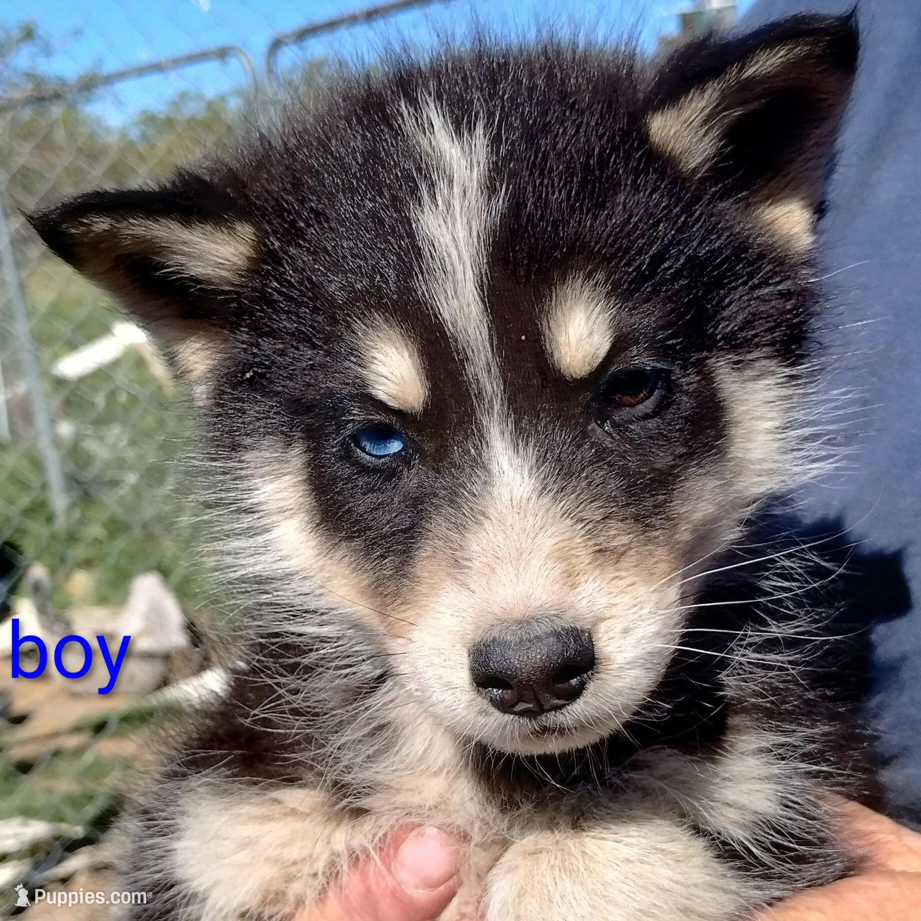 Blk/wh boy – Alaskan Malamute, Siberian Husky puppy for sale in Aguanga, CA