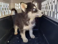 Blk/wh boy, a male Alaskan Malamute and Siberian Husky for sale in Aguanga, CA – Photo 2 of 3