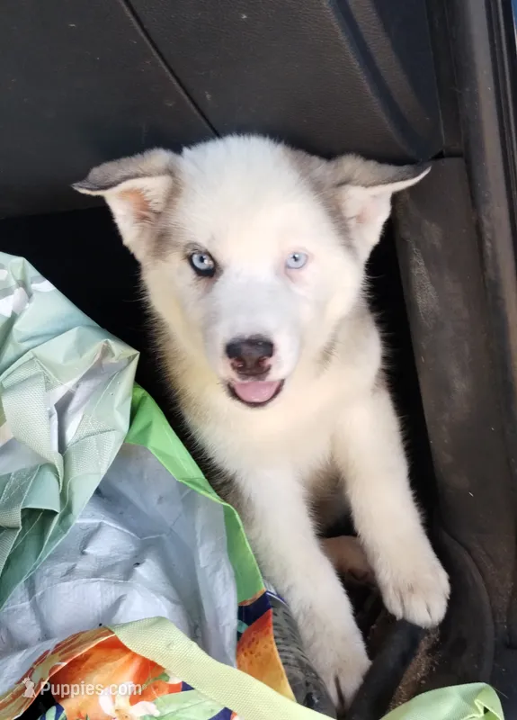 Girl 5 – Alaskan Malamute, Alaskan Husky puppy for sale in Aguanga, CA