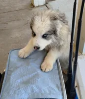 Woolly Boy 3, a female Alaskan Malamute and Alaskan Husky for sale in Aguanga, CA – 5 of 5
