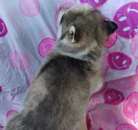 Girl 3, a female Alaskan Malamute and Siberian Husky for sale in Aguanga, CA – Photo 3 of 3