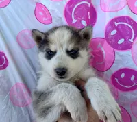Girl 3, a female Alaskan Malamute and Siberian Husky for sale in Aguanga, CA – Photo 2 of 3