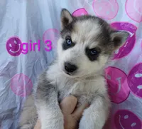Girl 3, a female Alaskan Malamute and Siberian Husky for sale in Aguanga, CA – Photo 1 of 3