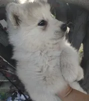 Woolly boy 2, a male Alaskan Malamute and Siberian Husky for sale in Aguanga, CA – 3 of 3