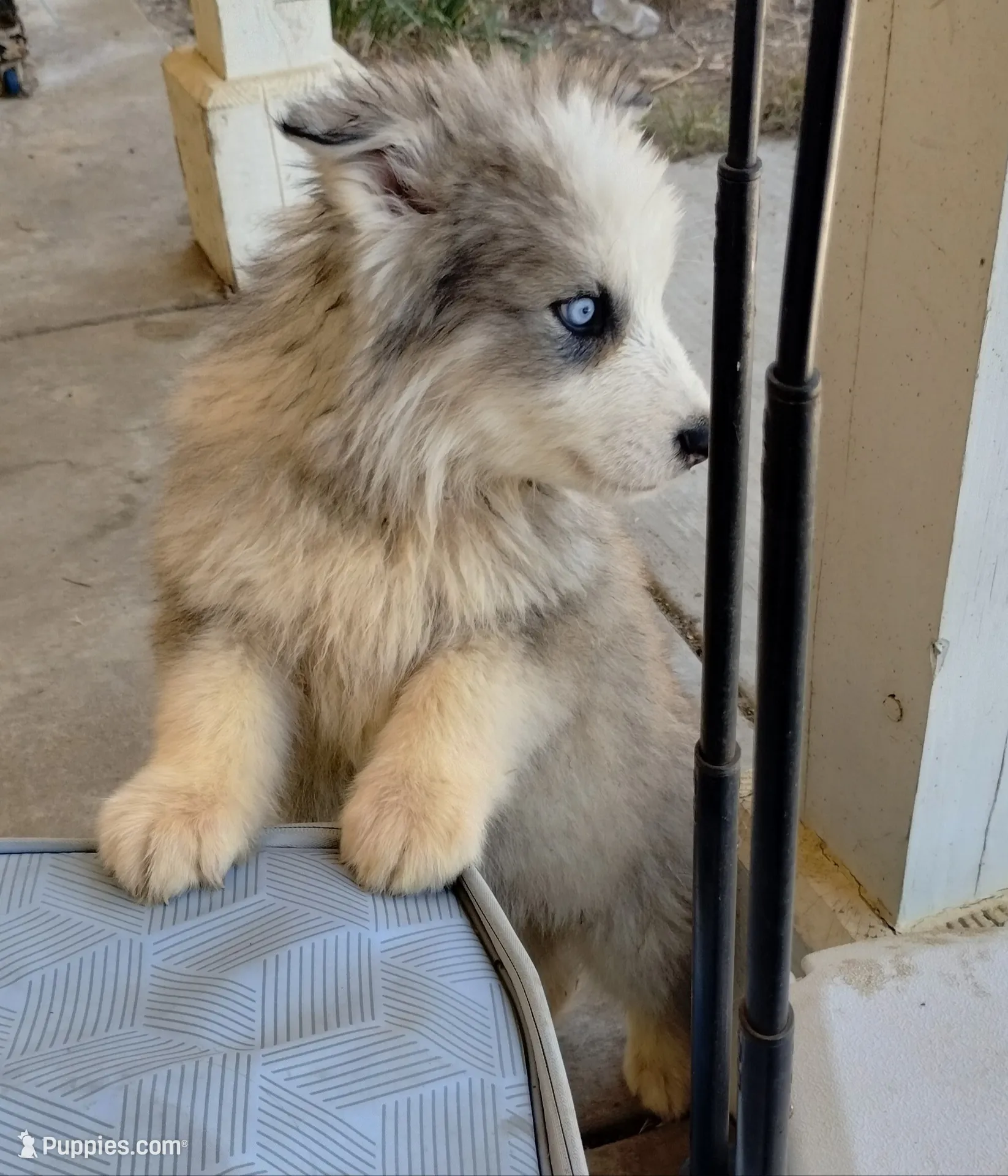 Woolly Boy 3, a female Alaskan Malamute and Alaskan Husky for sale in Aguanga, CA – 3 of 5