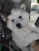 Woolly boy 1 , a male Alaskan Malamute and Siberian Husky for sale in Aguanga, CA – 4 of 6