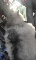 Woolly girl 1 , a female Alaskan Malamute and Siberian Husky for sale in Aguanga, CA – 4 of 5