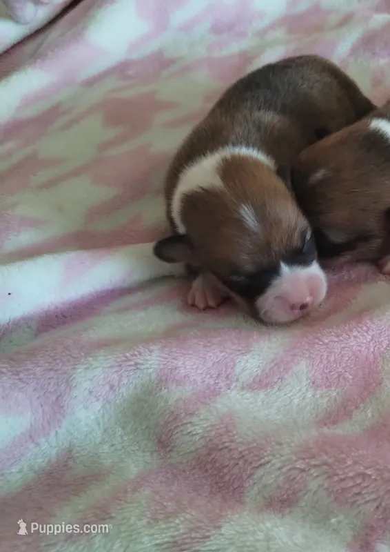 Girl 1 – Pembroke Welsh Corgi puppy for sale in Aguanga, CA
