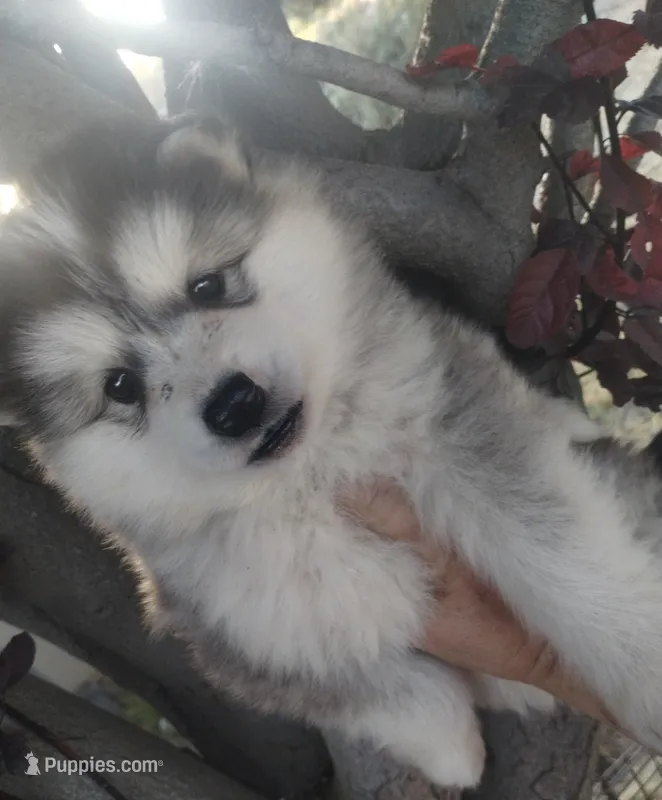 Woolly girl 4 – Alaskan Malamute, Siberian Husky puppy for sale in Aguanga, CA