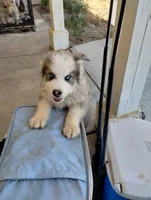 Woolly Boy 3, a male Alaskan Malamute and Alaskan Husky for sale in Aguanga, CA – 6 of 6