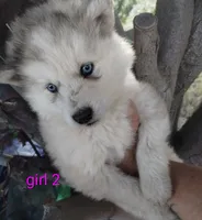 Woolly girl 2 , a female Alaskan Malamute and Siberian Husky for sale in Aguanga, CA – 5 of 5